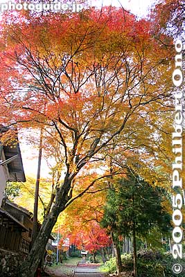 More autumn foliage outside the back corner of Tokugen-in.
Keywords: shiga maibara kashiwabara kiyotaki tokugen-in temple kyogoku clan fall foliage autumn leaves