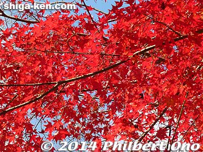 Keywords: shiga maibara kashiwabara kiyotaki tokugenin tendai buddhist temple maple autumn leaves