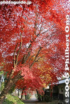 Red maple leaves
Keywords: shiga maibara kashiwabara kiyotaki tokugen-in temple kyogoku clan fall foliage autumn leaves