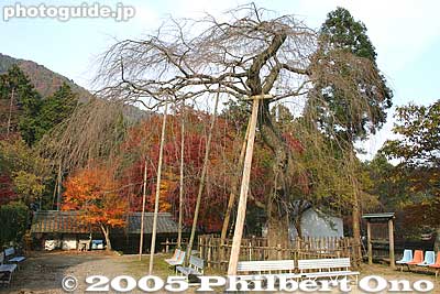 Famous cherry tree (in fall)
Keywords: shiga maibara kashiwabara kiyotaki tokugen-in temple kyogoku clan fall foliage autumn leaves