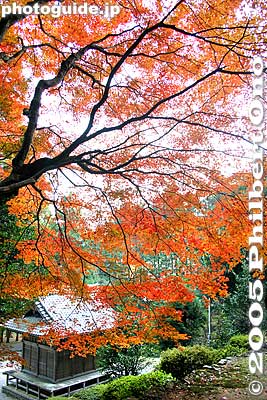 View from Kiyotaki Jinja Shrine
Keywords: shiga maibara kashiwabara kiyotaki tokugen-in temple kannon stone statuesfall foliage autumn leaves shrine