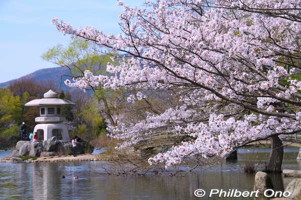 Mishima Pond stone lantern and cherry blossoms. 
Keywords: shiga maibara mishima pond sakura cherry blossoms