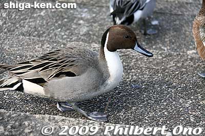 Keywords: shiga maibara mishima pond birds ducks wildlife 