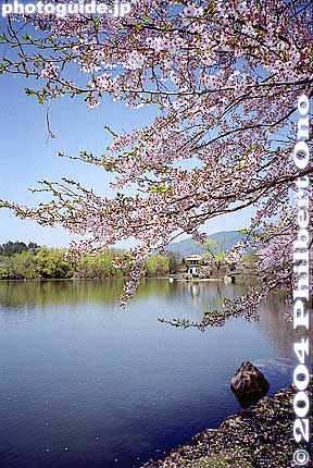 Keywords: shiga maibara mishima pond sakura cherry blossoms mt. ibuki 