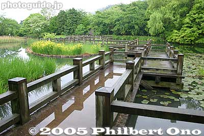 Another part of Mishima Pond in summer.
Keywords: shiga maibara mishima pond