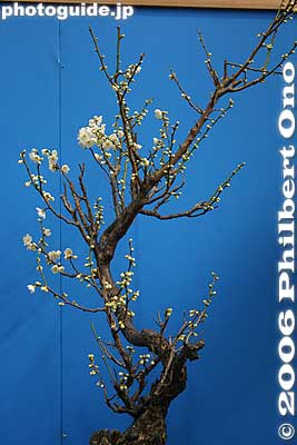Keywords: shiga maibara green park santo plum blossom ume flower