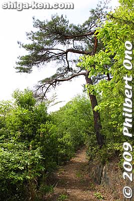 Pine tree
Keywords: shiga maibara hinade-yama mountain 