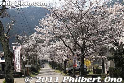 Path to Tokugen-in temple in Kiyotaki in spring.
Keywords: shiga maibara kashiwabara kiyotaki tokugenin tendai buddhist temple