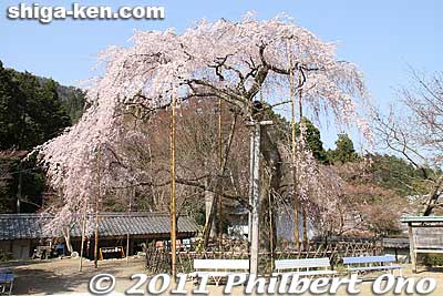 Tokugen-in temple's weeping cherry tree. The shape and color are outstanding and it's a noted tourist attraction in spring. [url=http://goo.gl/maps/acPQP]MAP[/url]
Keywords: shiga maibara kashiwabara kiyotaki tokugenin temple sakura cherry blossoms flowers