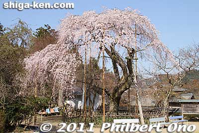 Tokugen-in temple has two weeping cherry trees. This is the older one, about 300 years old. The original cherry tree was planted by Kyogoku Doyo in the 14th century.
Keywords: shiga maibara kashiwabara kiyotaki tokugenin temple sakura cherry blossoms flowers shigabestsakura
