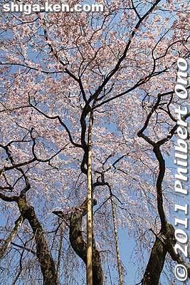 Supporting poles prop up the branches of this grand old sakura tree.
Keywords: shiga maibara kashiwabara kiyotaki tokugenin temple sakura cherry blossoms flowers