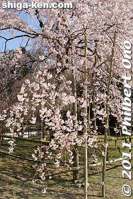This was still not in full bloom. Maybe 80%.
Keywords: shiga maibara kashiwabara kiyotaki tokugenin temple sakura cherry blossoms flowers