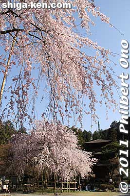 You can see the second weeping cherry tree in the distance. Both cherry trees are called "Doyo Sakura" since the original tree was planted by Kyogoku Doyo.
Keywords: shiga maibara kashiwabara kiyotaki tokugenin temple sakura cherry blossoms flowers shigabestsakura