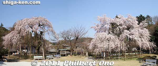 The two Doyo Sakura trees at Kiyotaki Tokugen-in temple in Maibara, Shiga. The left tree is older.
Keywords: shiga maibara kashiwabara kiyotaki tokugenin temple sakura cherry blossoms flowers
