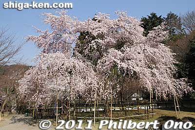 This is Tokugen-in temple's second Doyo cherry tree, planted in 1977. It is the third-generation tree.
Keywords: shiga maibara kashiwabara kiyotaki tokugenin temple sakura cherry blossoms flowers
