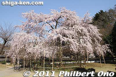 Even the second cherry tree has a beautiful shape.
Keywords: shiga maibara kashiwabara kiyotaki tokugenin temple sakura cherry blossoms flowers shigabestsakura