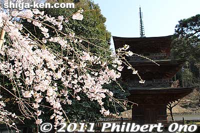 The second cherry tree and the Three-story Pagoda at Kiyotaki Tokugen-in temple, Maibara, Shiga.
Keywords: shiga maibara kashiwabara kiyotaki tokugenin temple sakura cherry blossoms flowers pagoda