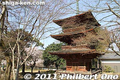 Three-story Pagoda at Kiyotaki Tokugen-in temple, Maibara, Shiga. The pagoda was built by Kyogoku Takatoyo, the 22nd Kyogoku Clan leader. in 1672.
Keywords: shiga maibara kashiwabara kiyotaki tokugenin temple sakura cherry blossoms flowers pagoda