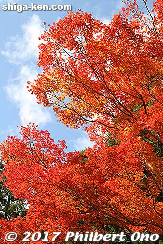 Keywords: shiga maibara kashiwabara kiyotaki tokugen-in temple fall foliage autumn leaves momiji red maples