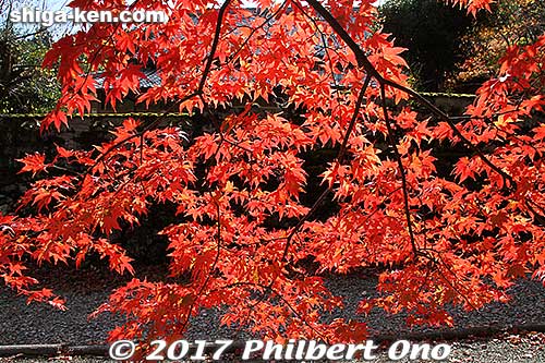 I had a great autumn photo shoot this day at Tokugen-in.
Keywords: shiga maibara kashiwabara kiyotaki tokugen-in temple fall foliage autumn leaves momiji red maples