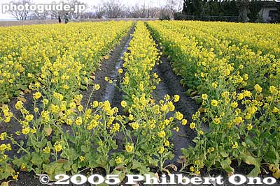 About 12,000 flower plants carpet the area in yellow. Free admission. 
Keywords: shiga moriyama rape blossoms flowers 