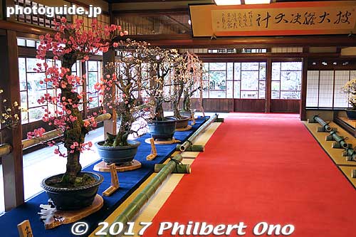 Keywords: shiga nagahama keiunkan guesthouse plum tree blossom bonsai