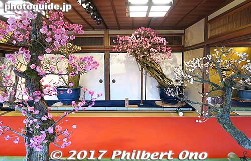 Keywords: shiga nagahama keiunkan guesthouse plum tree blossom bonsai