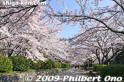 I visited the park in April 2009 in the early morning before the crowds arrived. It truly was a peaceful beauty.
Keywords: shiga nagahama castle cherry blosssoms sakura spring flowers shigabestsakura