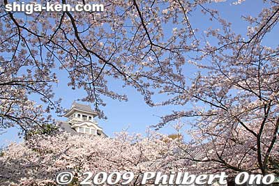 Keywords: shiga nagahama japancastle tower donjon cherry blosssoms sakura spring flowers