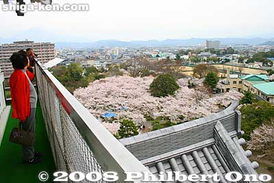 View of cherry blossoms from Nagahama Castle's lookout deck.
Keywords: shiga nagahama castle tower donjon cherry blossoms sakura flowers 