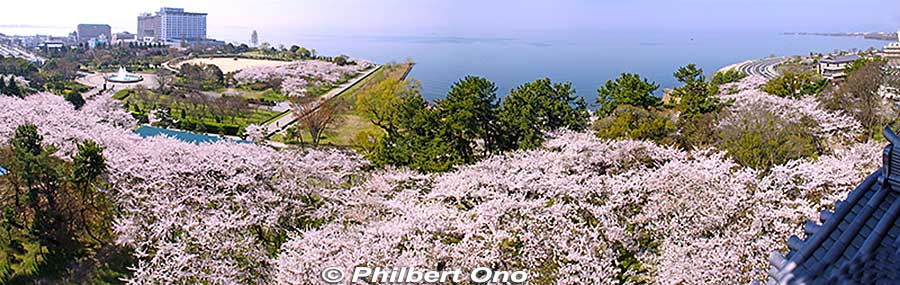 Panorama from the top of Nagahama Castle, looking west toward Lake Biwa.
Keywords: shiga nagahama castle tower donjon cherry blossoms sakura flowers 