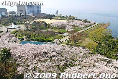 In spring.
Keywords: shiga nagahama castle tower donjon cherry blossoms sakura flowers shigabestsakura