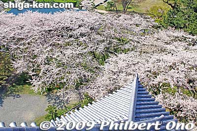 Keywords: shiga nagahama castle tower donjon cherry blossoms sakura flowers 