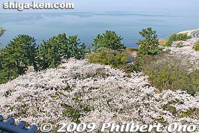 Lake Biwa and cherry blossoms as seen from Nagahama Castle.
Keywords: shiga nagahama castle tower donjon cherry blossoms sakura flowers biwakobest