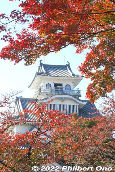 Nagahama Castle in autumn.
Keywords: shiga nagahama castle hokoen park autumn leaves foliage