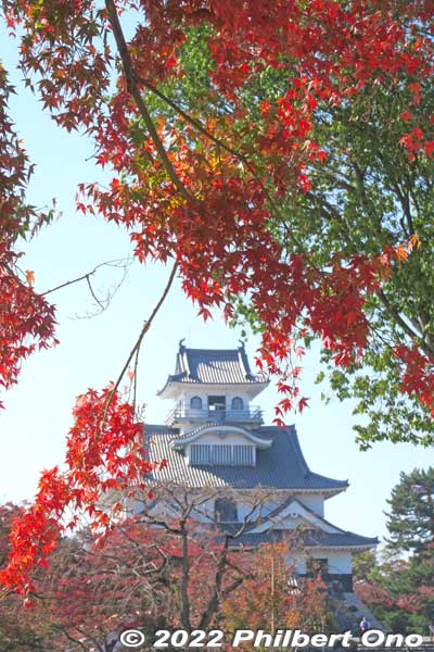 Nagahama Castle and autumn foliage.
Keywords: shiga nagahama castle hokoen park autumn leaves foliage