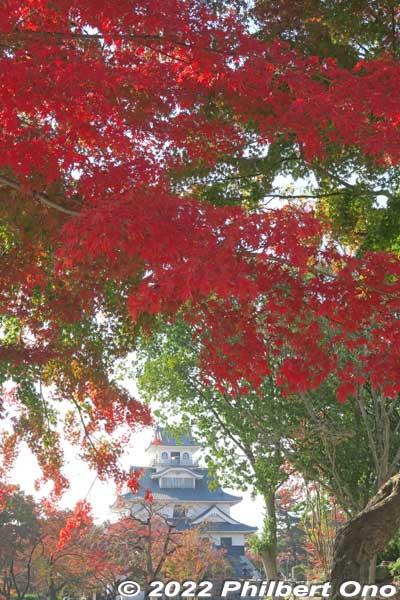 Nagahama Castle is most famous for cherry blossoms, but it also has some maple trees too.
Keywords: shiga nagahama castle hokoen park autumn leaves foliage