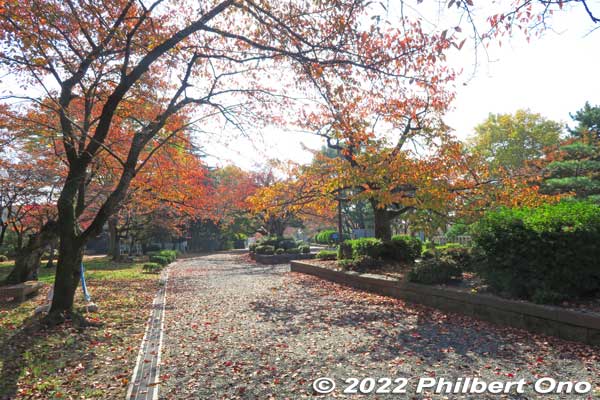 Hokoen Park with cherry trees in autumn.
Keywords: shiga nagahama castle hokoen park autumn leaves foliage
