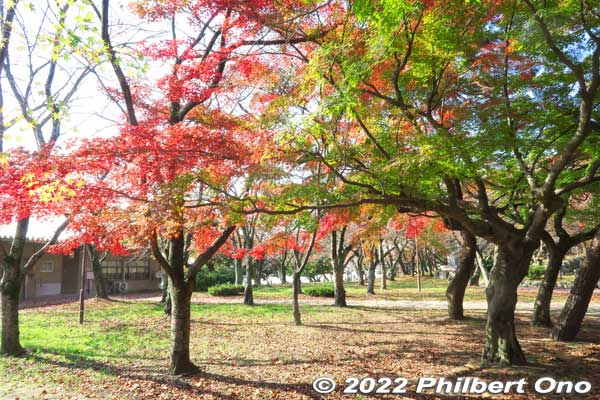 Keywords: shiga nagahama castle hokoen park autumn leaves foliage