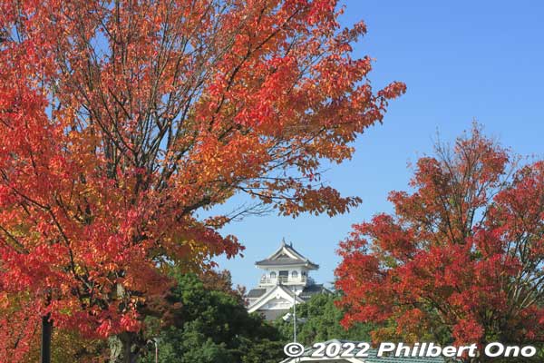 Nagahama Castle and autumn foliage, Shiga Prefecture.
Keywords: shiga nagahama castle hokoen park autumn leaves foliage japancastle