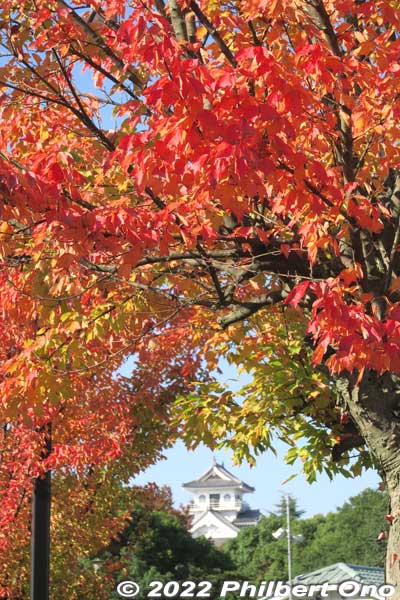 Nagahama Castle and autumn foliage, Shiga Prefecture.
Keywords: shiga nagahama castle hokoen park autumn leaves foliage japancastle