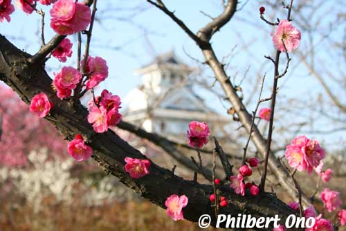 Plum blossoms and Nagahama Castle.
Keywords: shiga nagahama castle plum blossoms ume flowers shigabestviews