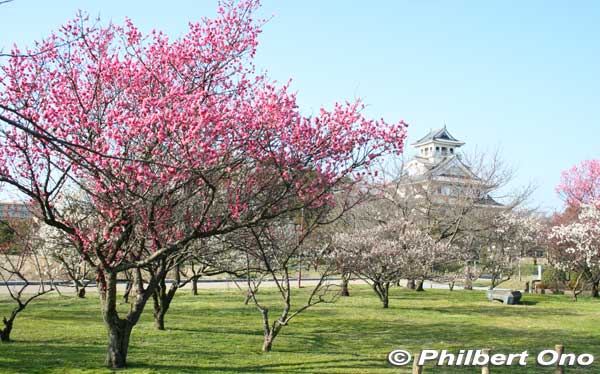 Keywords: shiga nagahama castle plum blossoms ume flowers
