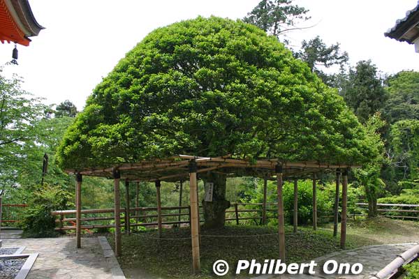 Mochinoko Tree もちの木
Keywords: shiga nagahama Lake Biwa Chikubushima Hogonji