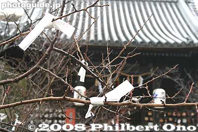 Omikuji tied on tree branches
Keywords: shiga nagahama hachimangu shrine shinto