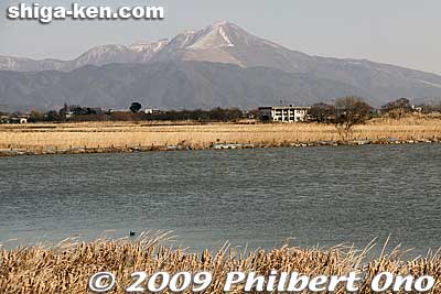 Mt. Ibuki 
Keywords: shiga nagahama hayasaki hayazaki naiko attached lake biotope