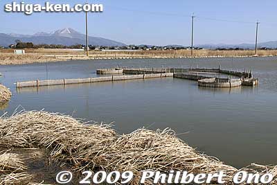 This is where kids can play in the water and catch fish, etc. After observing and identifying the fish, prawns, etc., the kids return the fish back into the water. Fishing is prohibited here.
Keywords: shiga nagahama hayasaki hayazaki naiko attached lake biotope