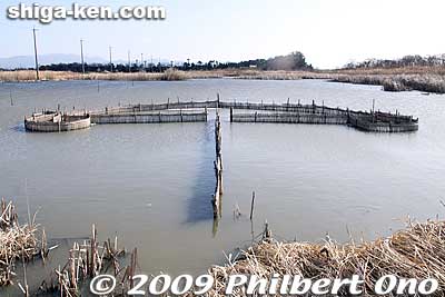 For demonstrative purposes, an arrow-shaped "eri" fish trap was recently built in the biotope. It is similar to the ones found in Lake Biwa. It leads fish swimming along the fence into a small area where they can be caught.
Keywords: shiga nagahama hayasaki hayazaki naiko attached lake biotope