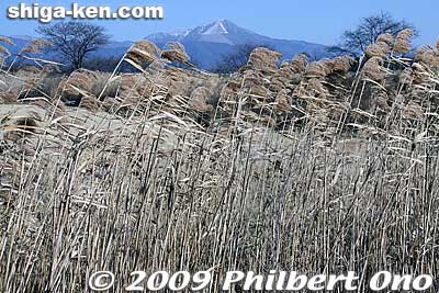 Reeds and Mt. Ibuki
Keywords: shiga nagahama hayasaki hayazaki naiko attached lake biotope