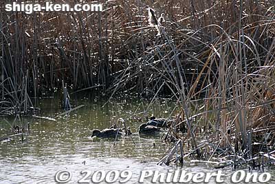 Ducks seek the protection of the reeds.
Keywords: shiga nagahama hayasaki hayazaki naiko attached lake biotope birds biwakobest